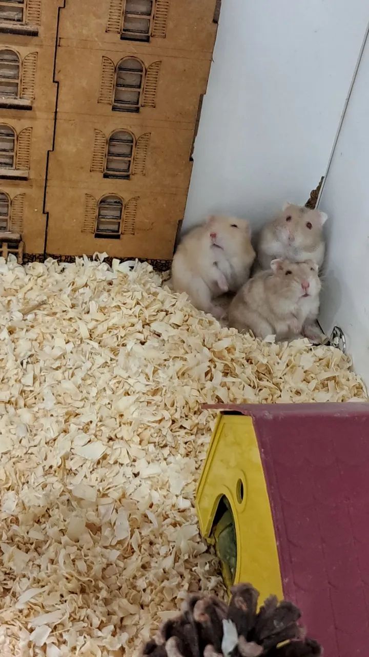 Hamster Anão Russo - Pequeno no Tamanho, Gigante na Fofura! - Foto 4
