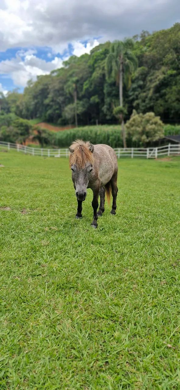 Pônei - Mini horse  - Foto 4