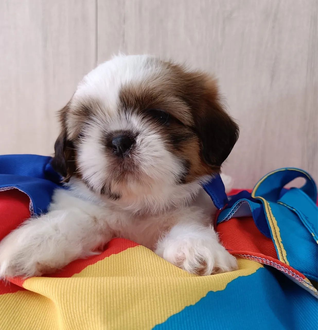 Macho Shih Tzu 