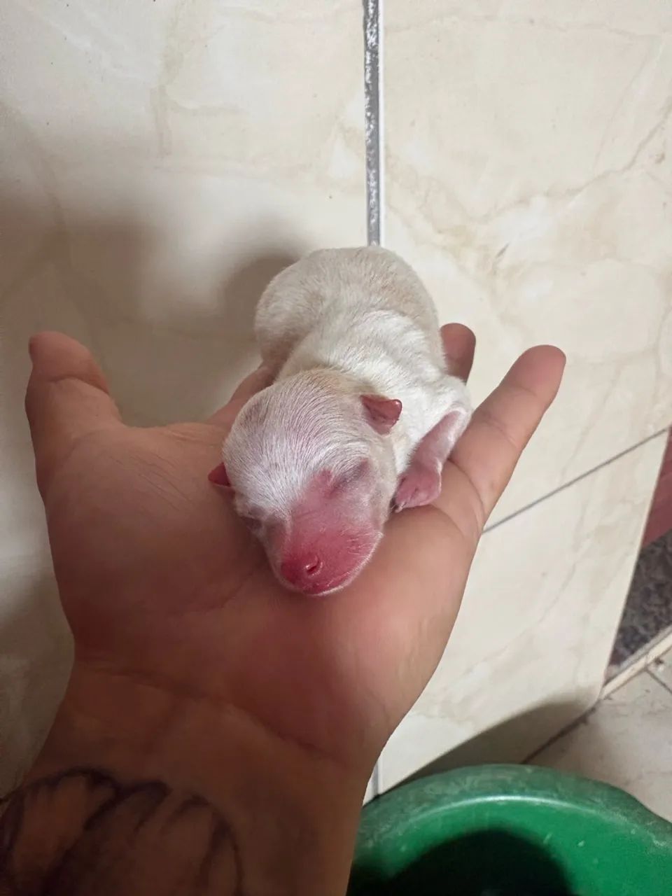Cachorro pinscter - Foto 2