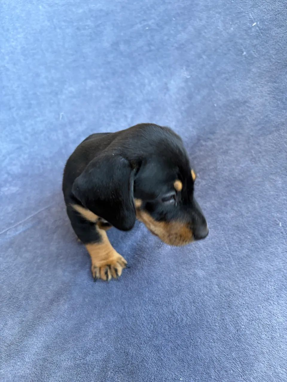 Dachshund fêmea  - Foto 5