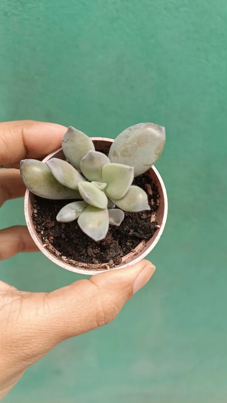 Suculentas e cactos  - Foto 2