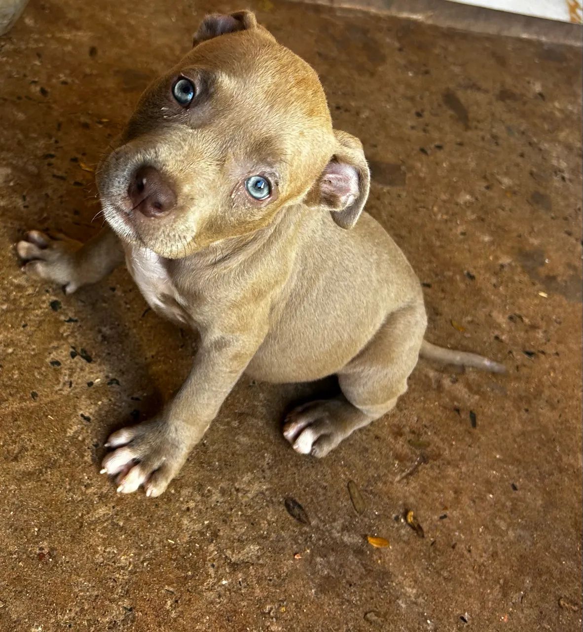 Cachorro Pitbull  - Foto 2