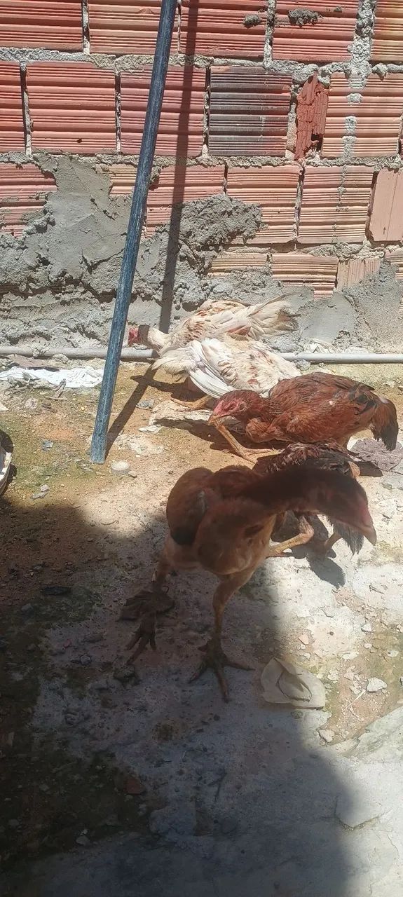 Venda de galinhas  - Foto 3