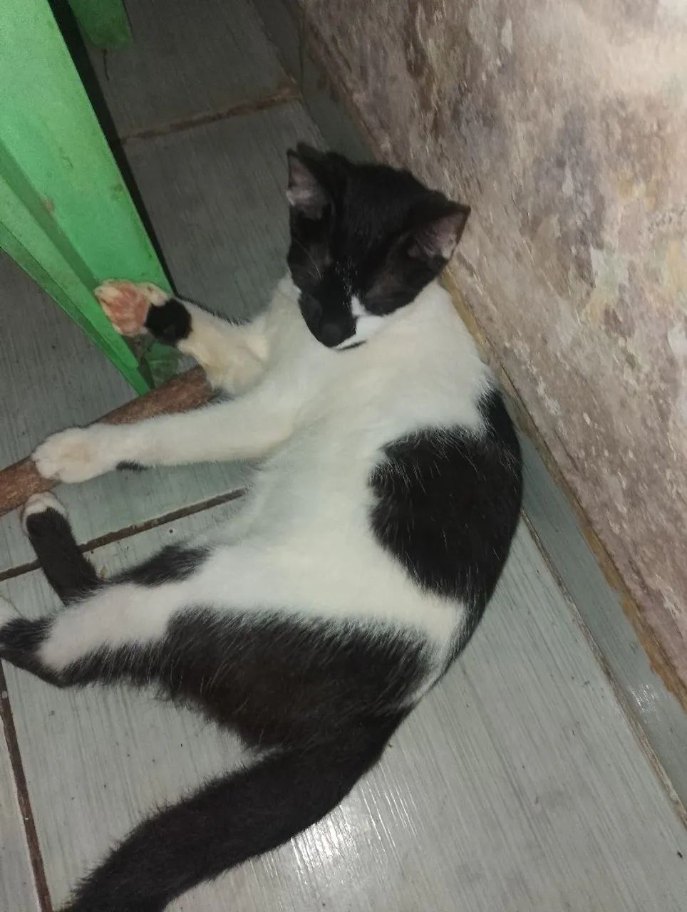 Doação de gato - Foto 2