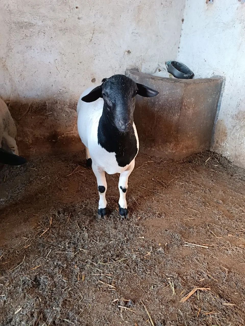 Borrego  - Foto 2