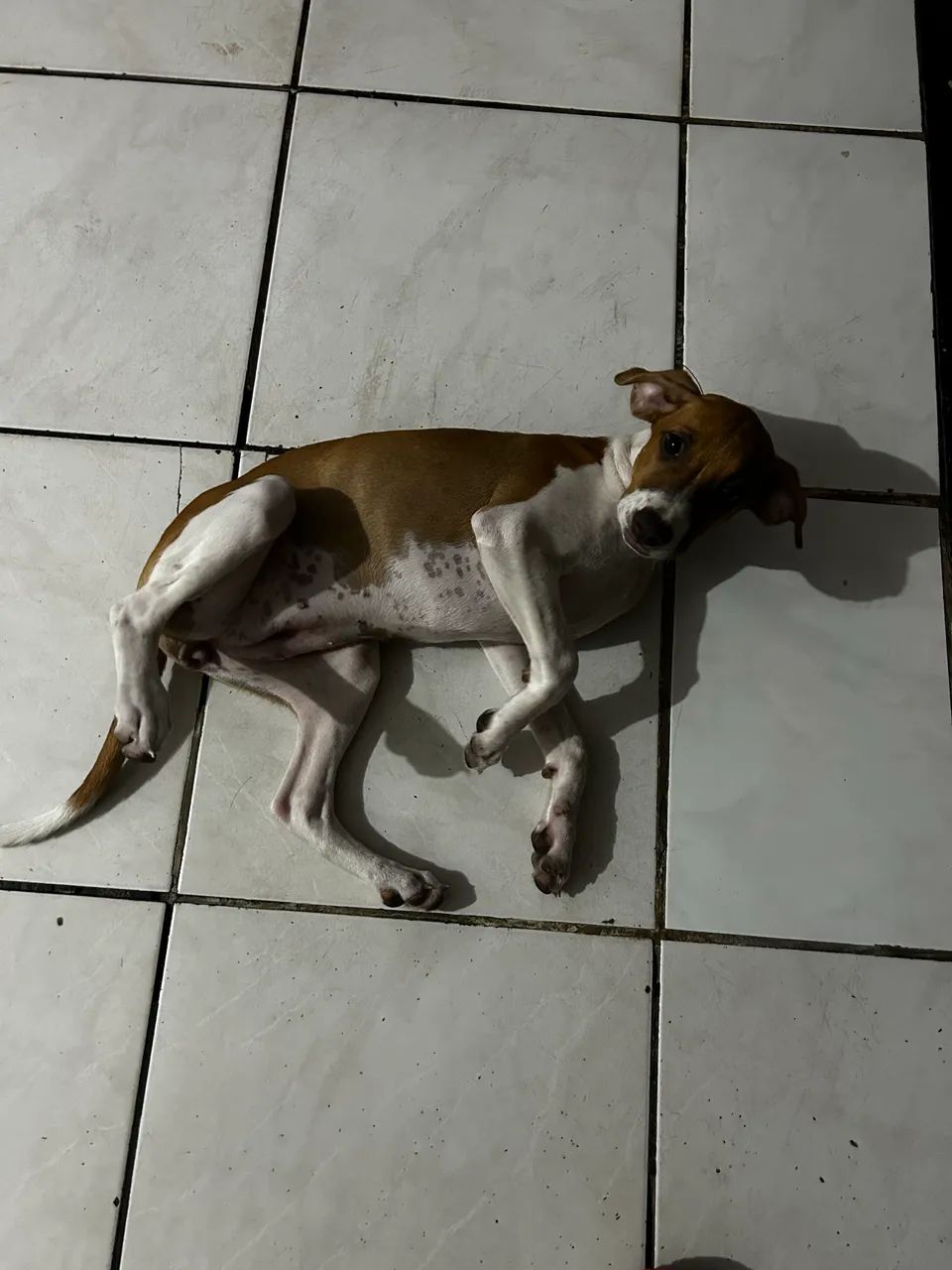 Para doação  - Foto 2