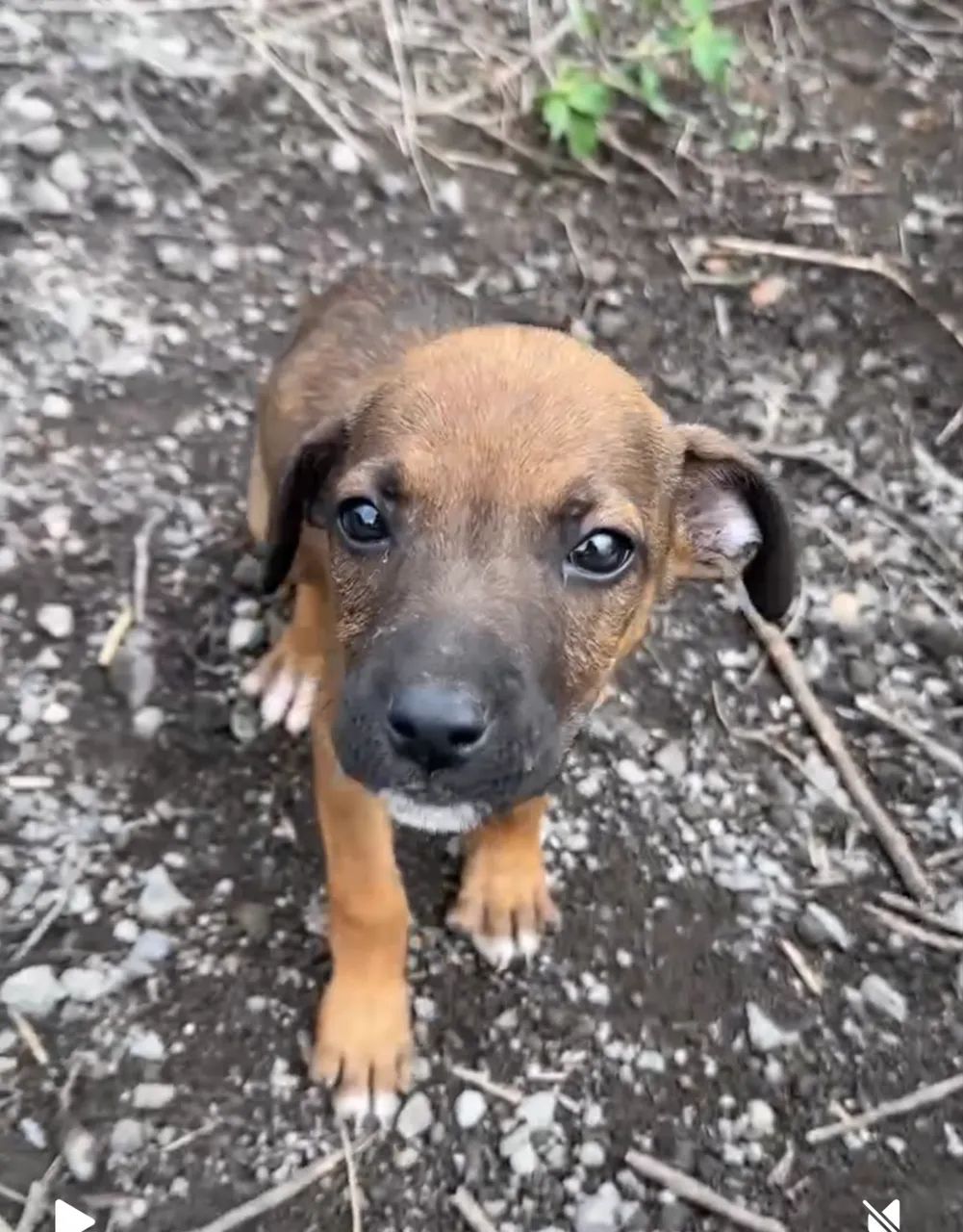 Doação de cachorro  - Foto 3