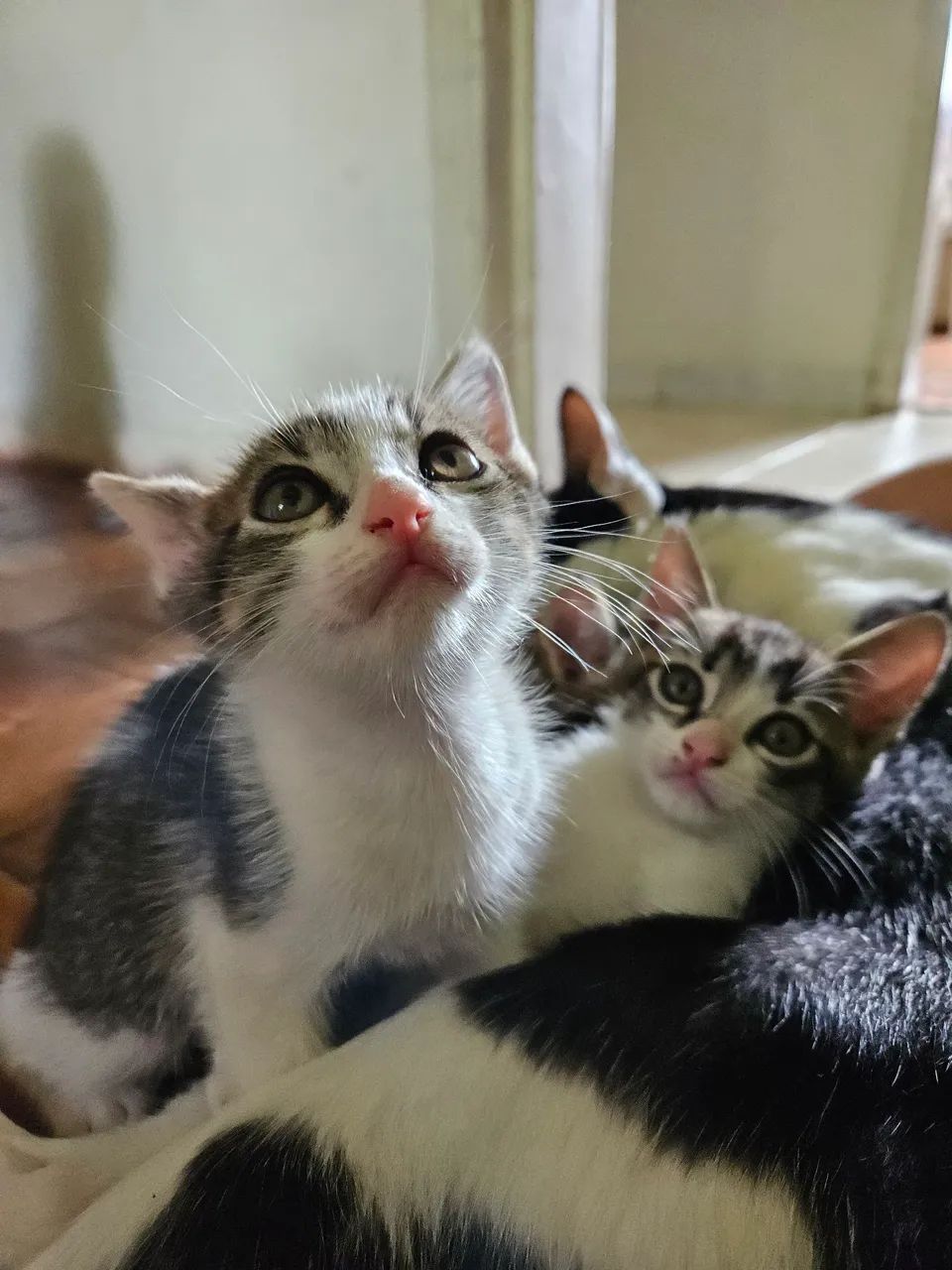 Doação de gatinhos  - Foto 4