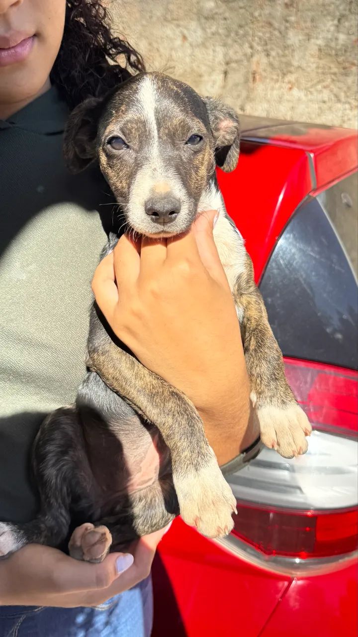 Adoção de Cachorro 
