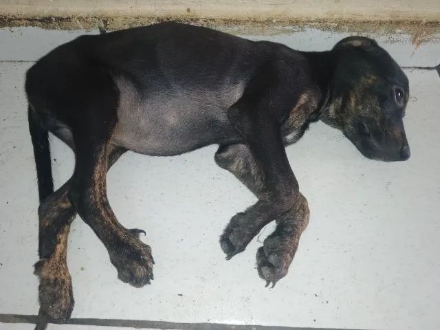 Doação de cachorro - Foto 5