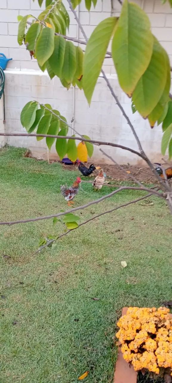 Jardinagem  - Foto 4