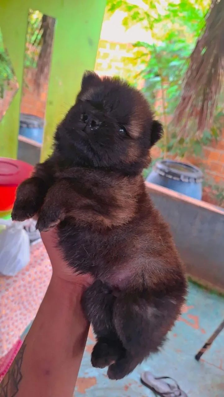 Filhotes de chow-chow  - Foto 3