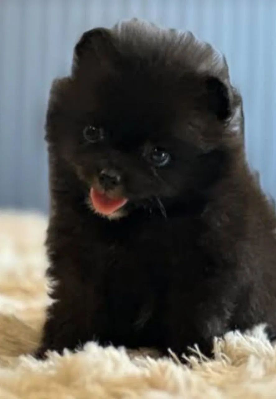 Spitz Black  top - Foto 3