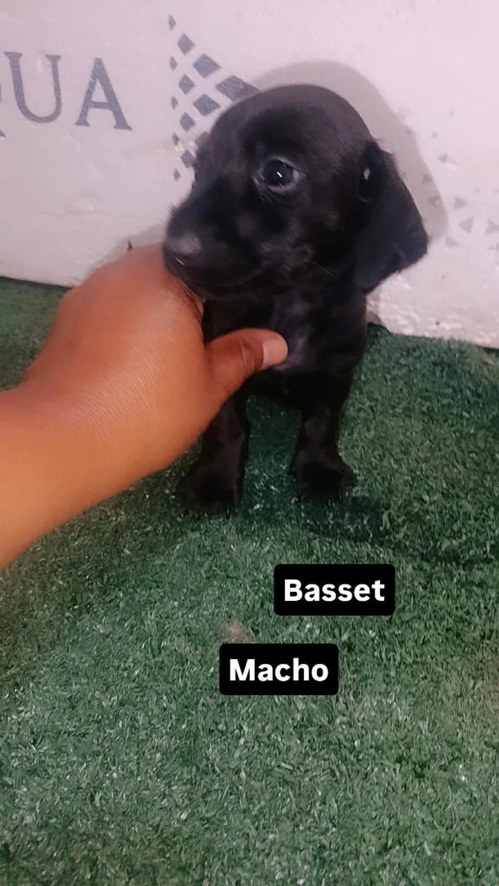 Venda de cachorro  - Foto 3