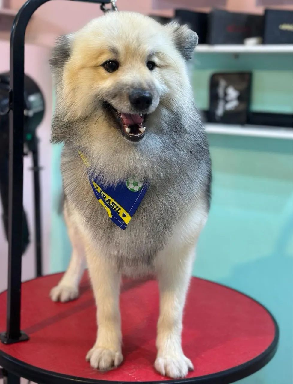 Cachorro Spitz alemão  - Foto 3
