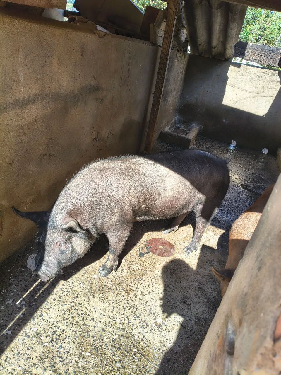 Vendo Leitoa, está em Varginha!  - Foto 2