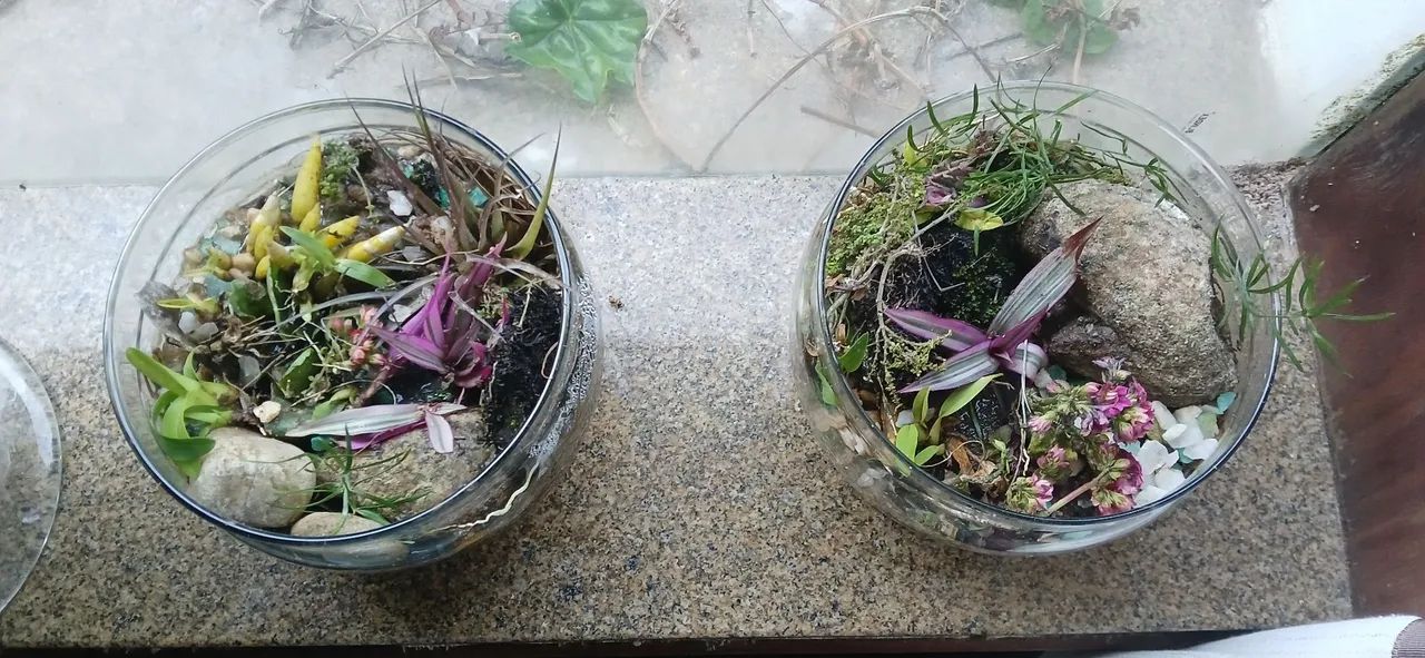 Terrários de plantas. - Foto 2