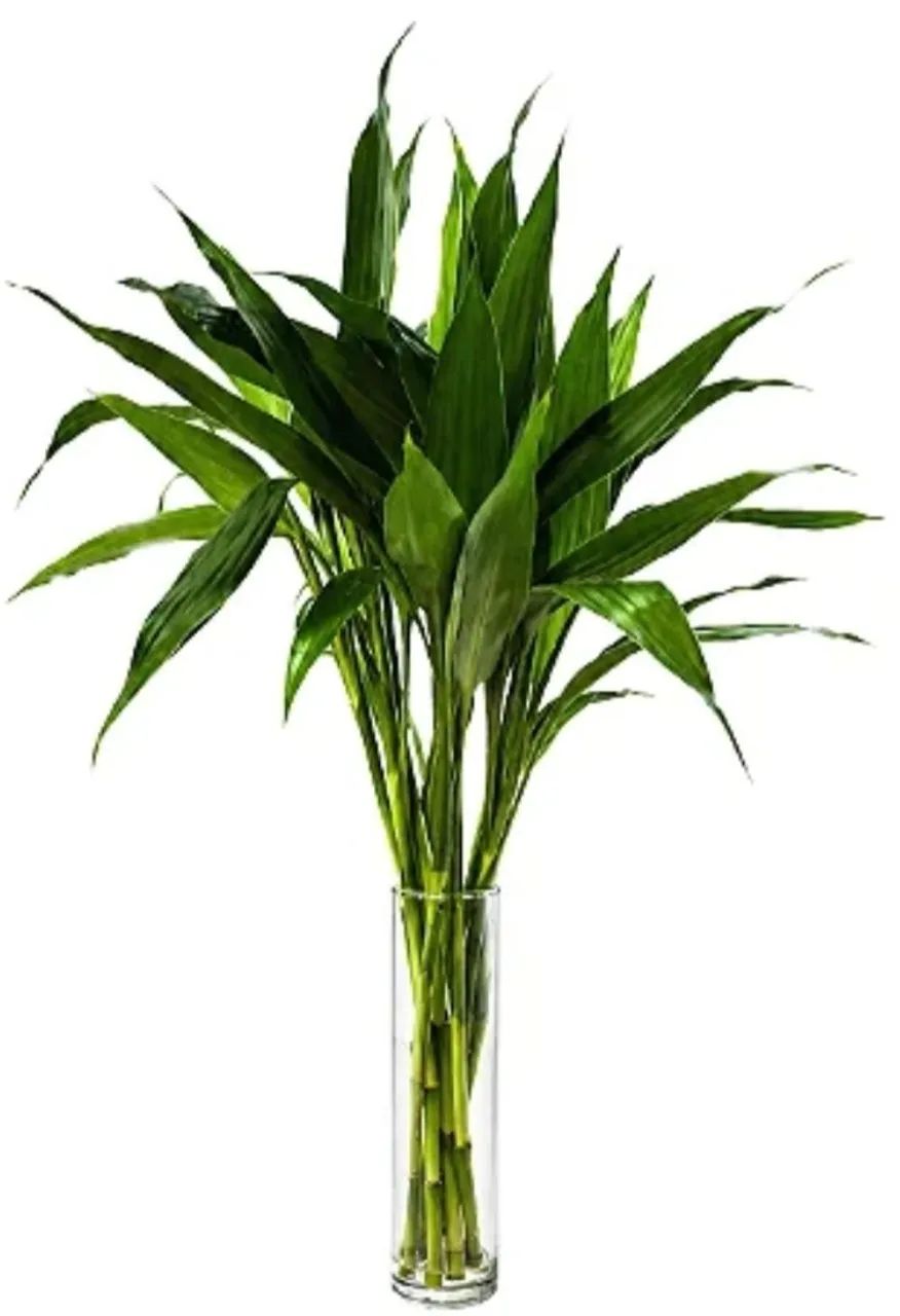 Bambu-da-Sorte 