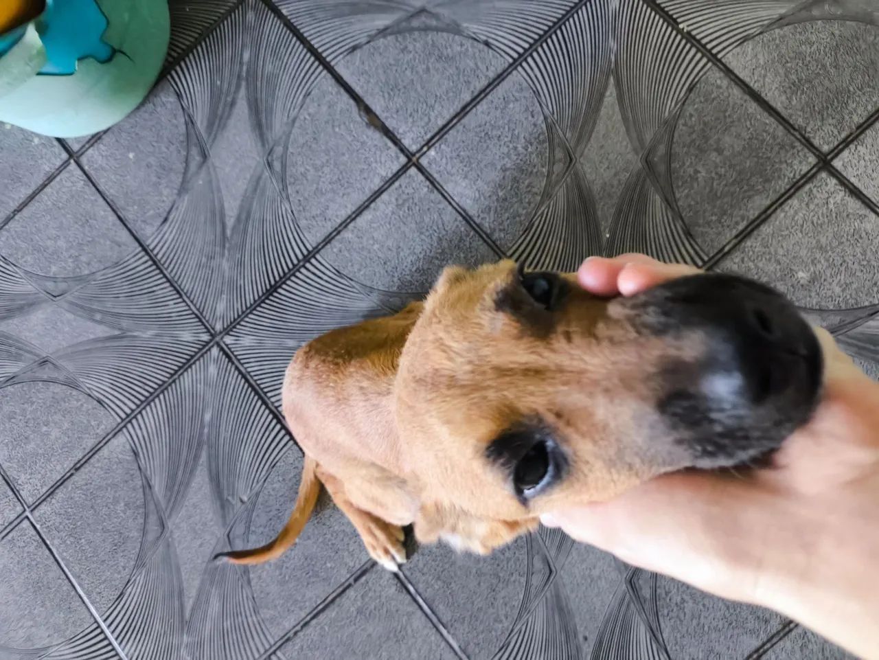 Doa-se cachorro  - Foto 4