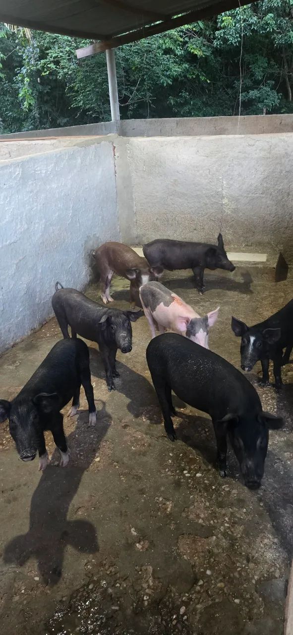 Vende-se Leitao  - Foto 3