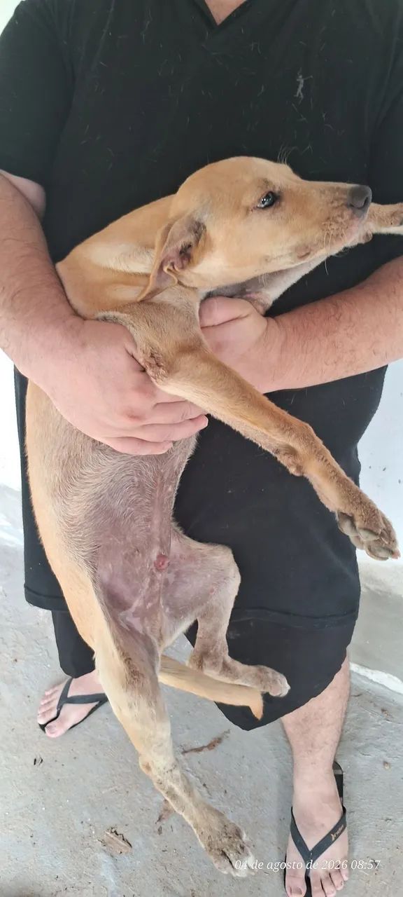 Doação de filhotinho macho - Foto 3