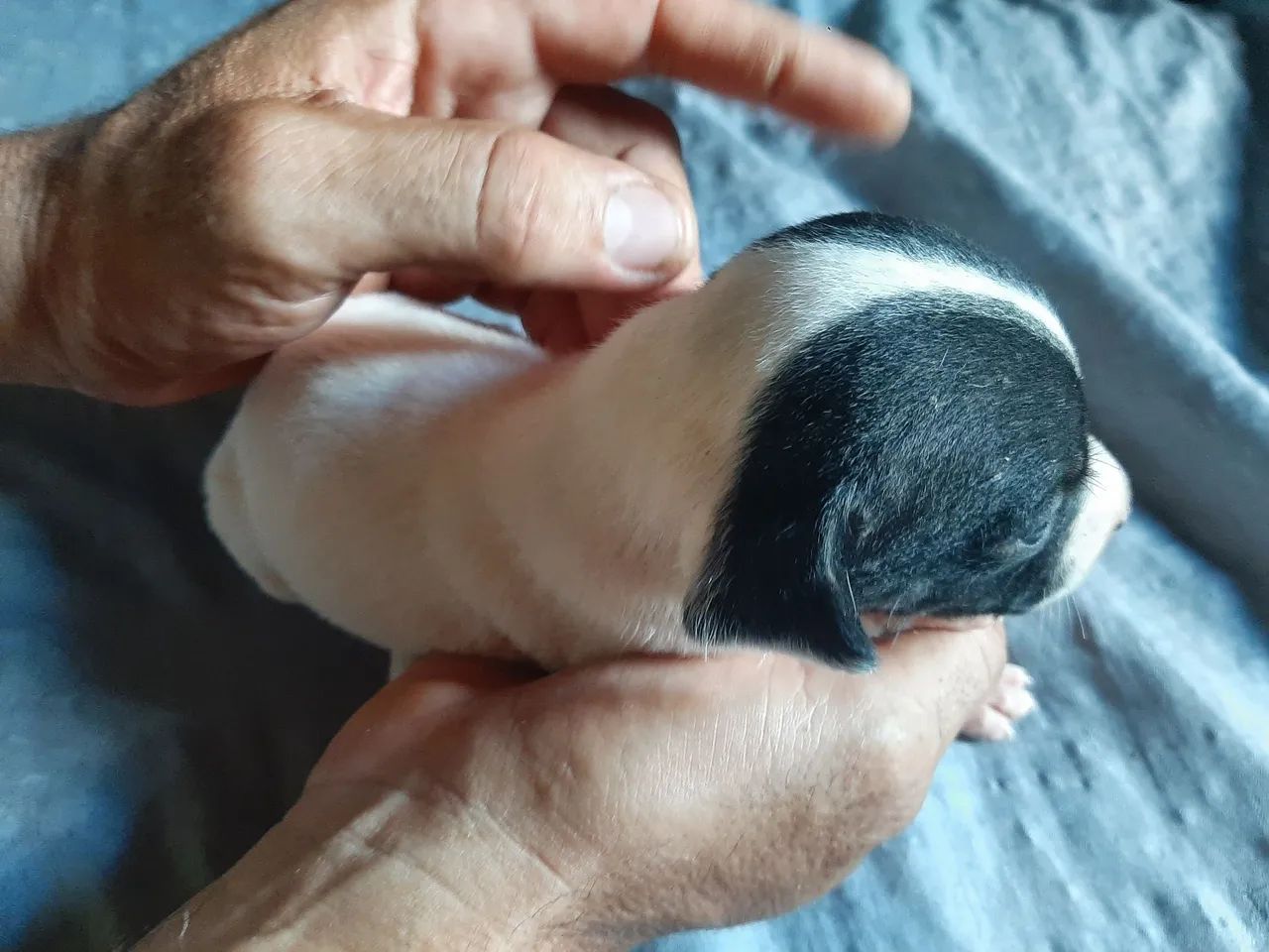 Doaçao de cachorro - Foto 3