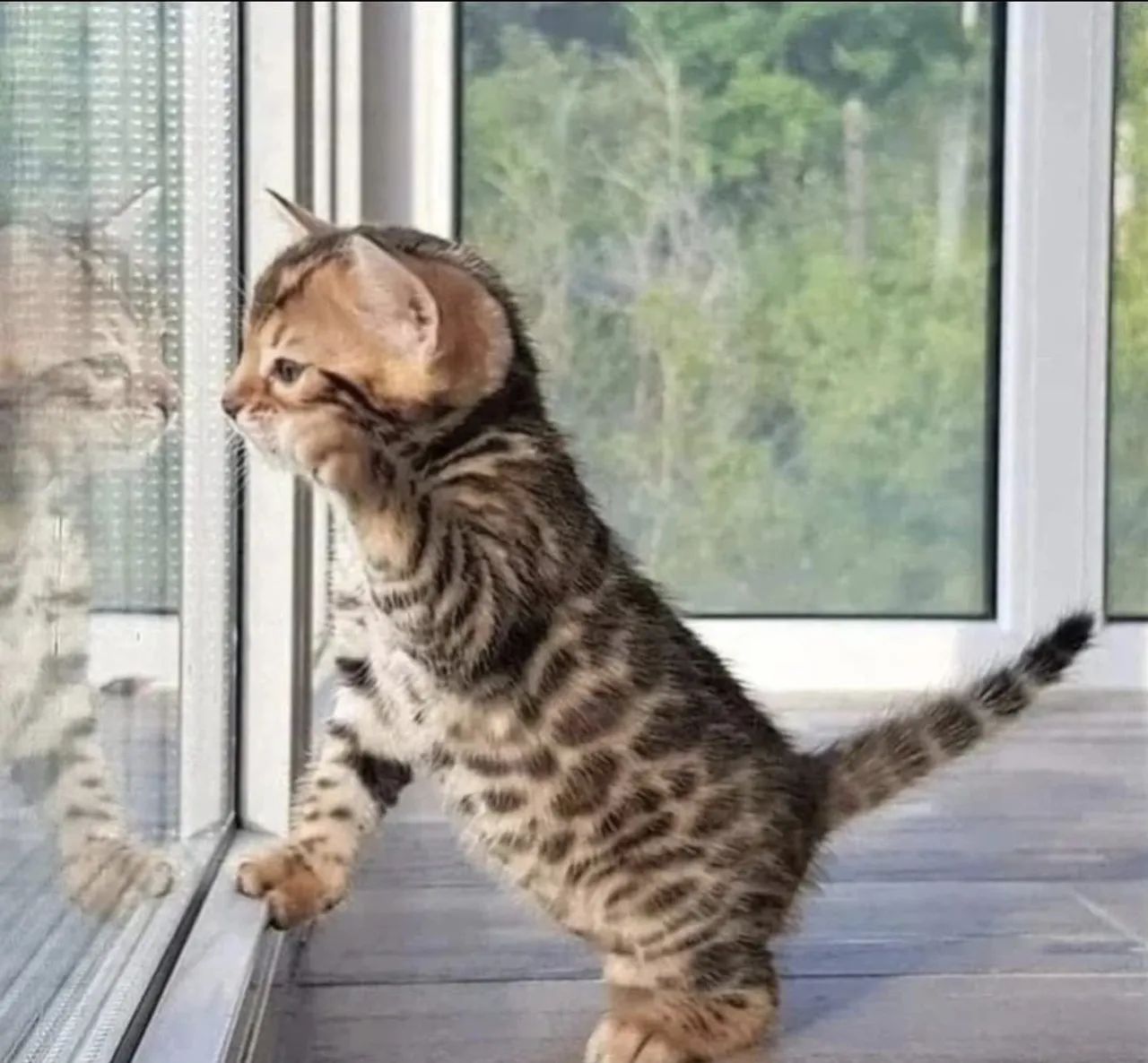 Bengal  - Foto 5