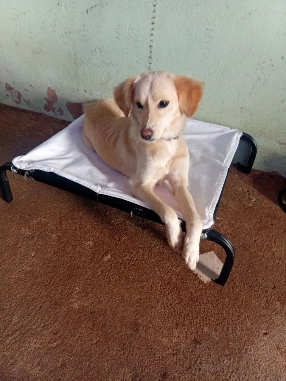Doação  - Foto 2