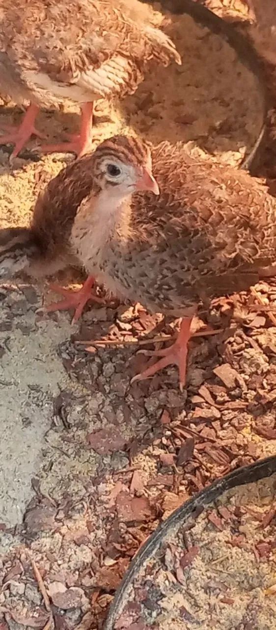 Galinha Guiné  - Foto 3