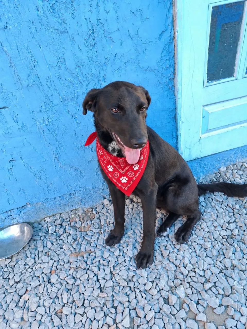 Doa se cachorro  - Foto 2