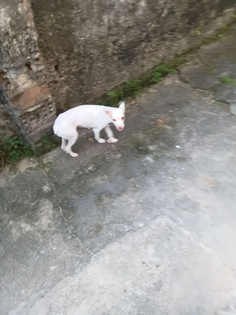 Pincher branco  - Foto 2