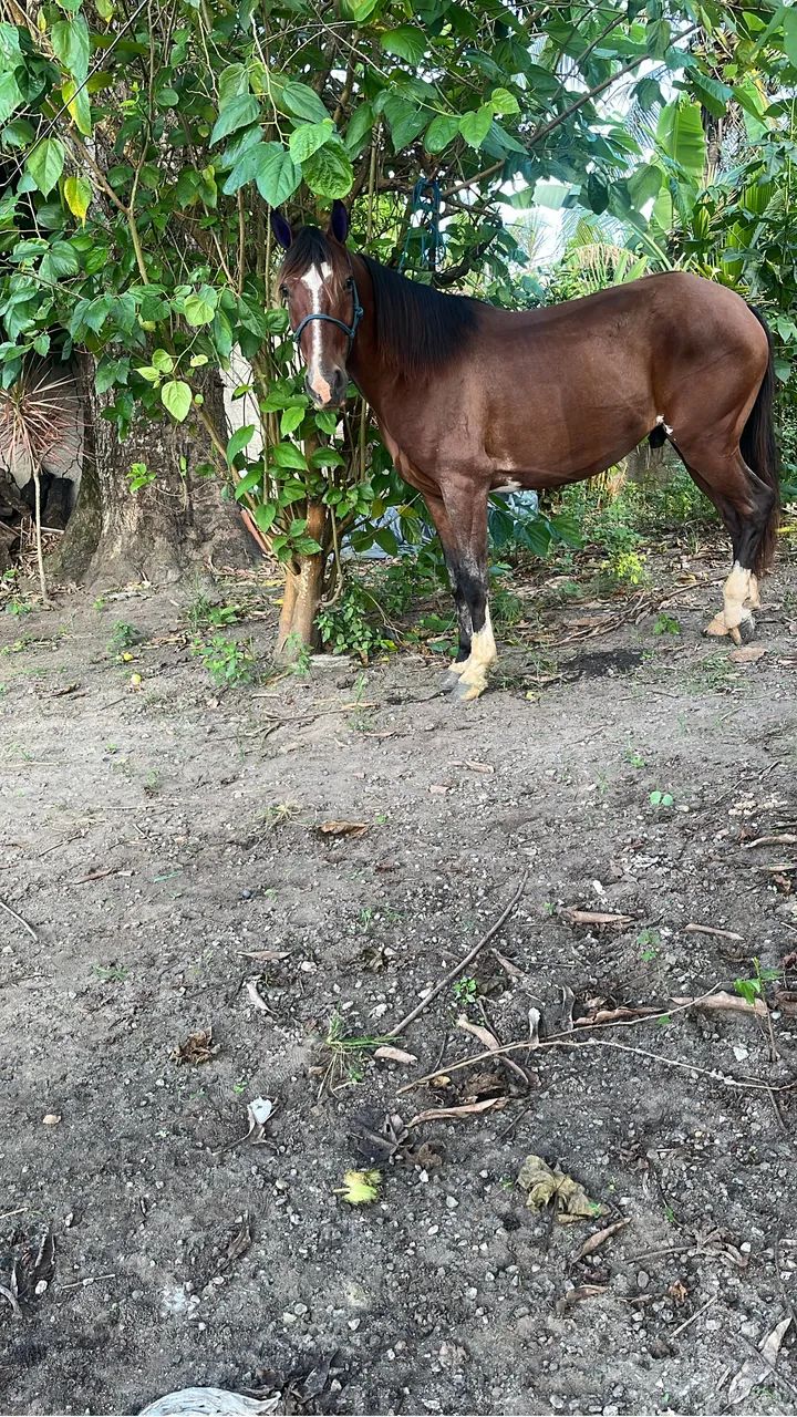 Cavalo 