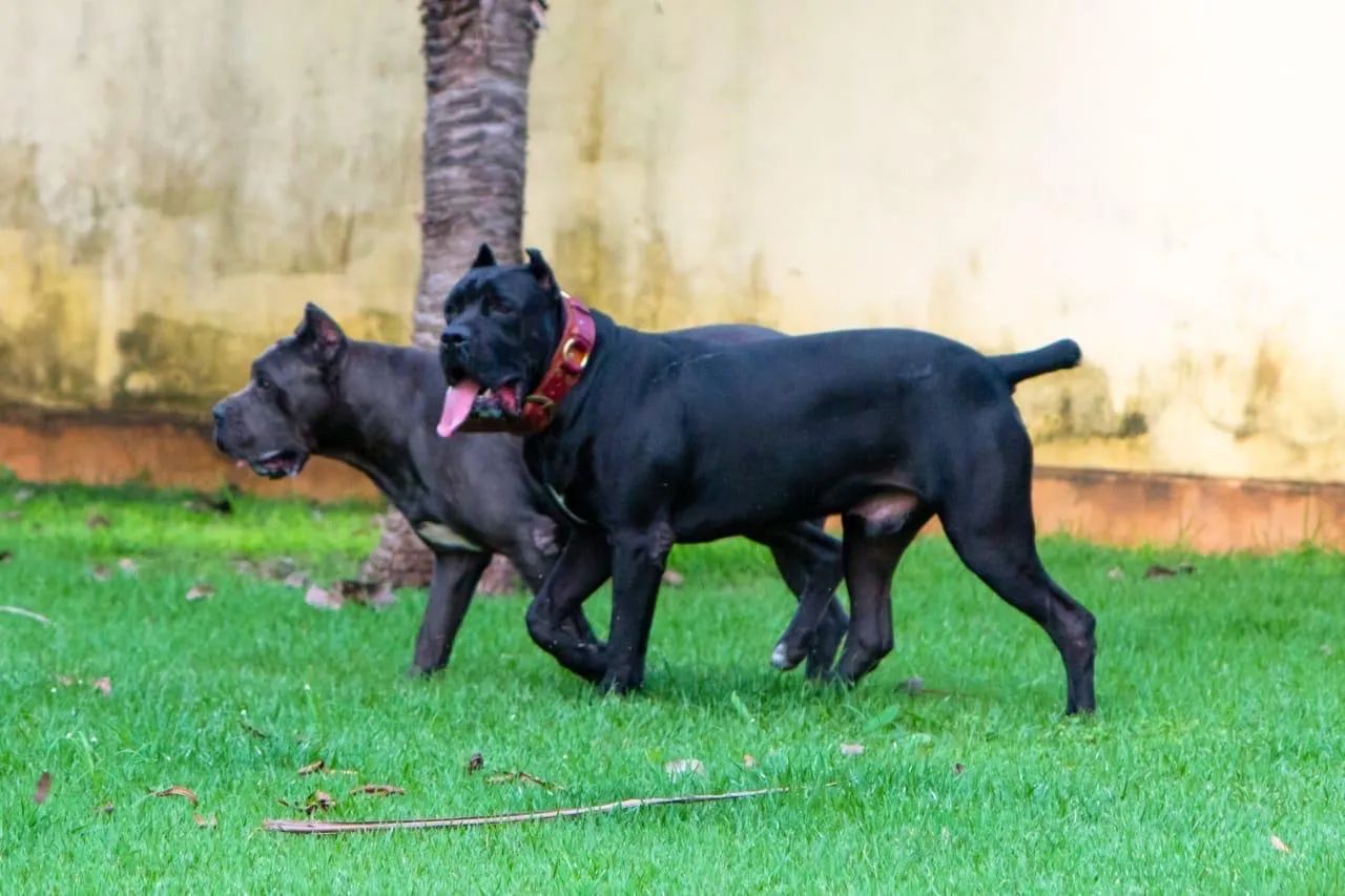 Cachorro  - Foto 2