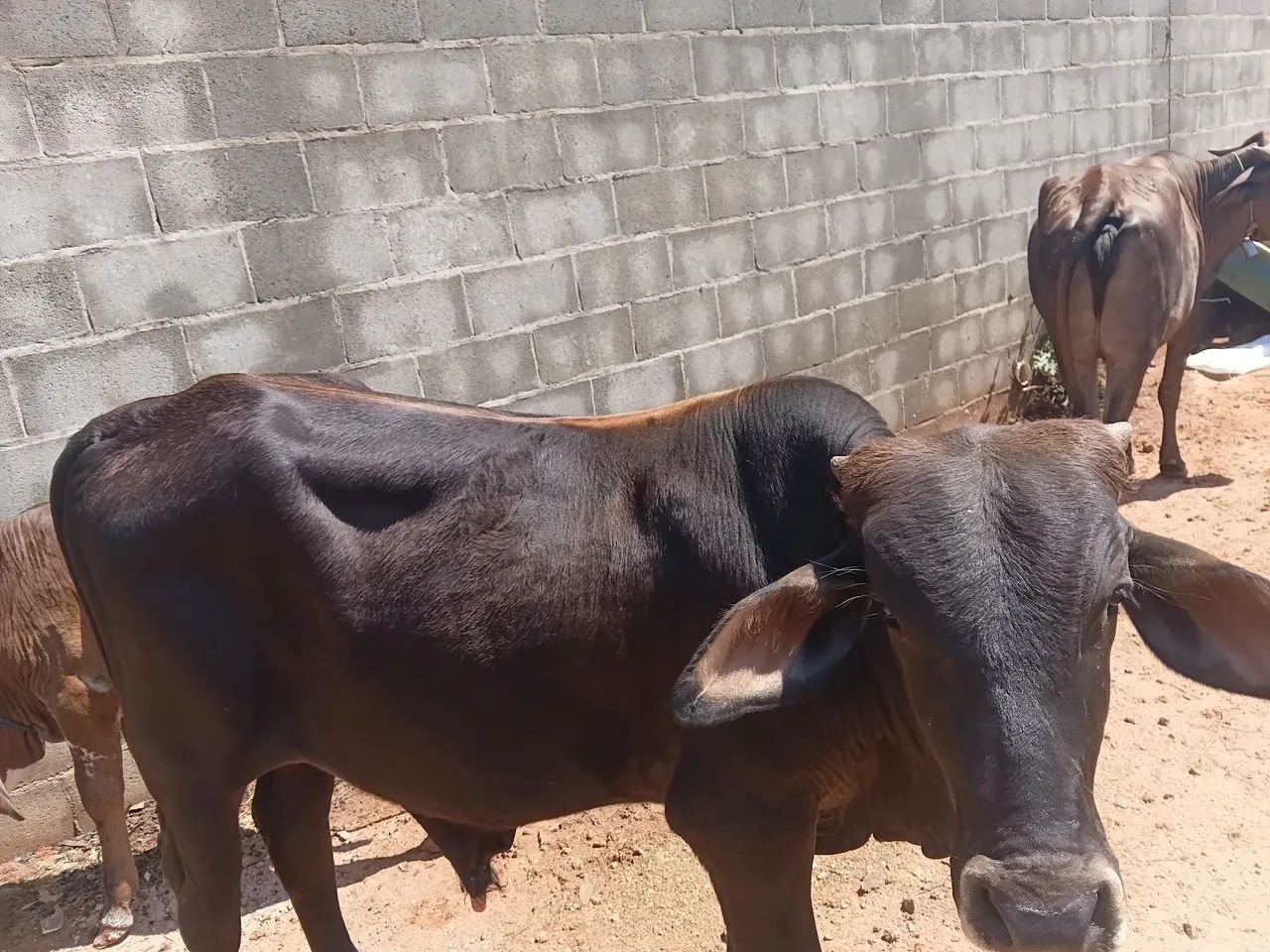 Vende garrote 