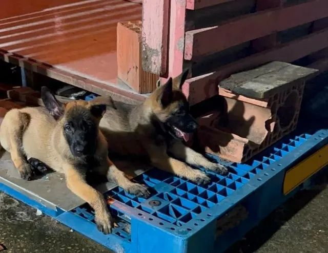 PASTOR BELGA MALINOIS (FILHOTES MACHO) SOMENTE 2 DISPONÍVEIS