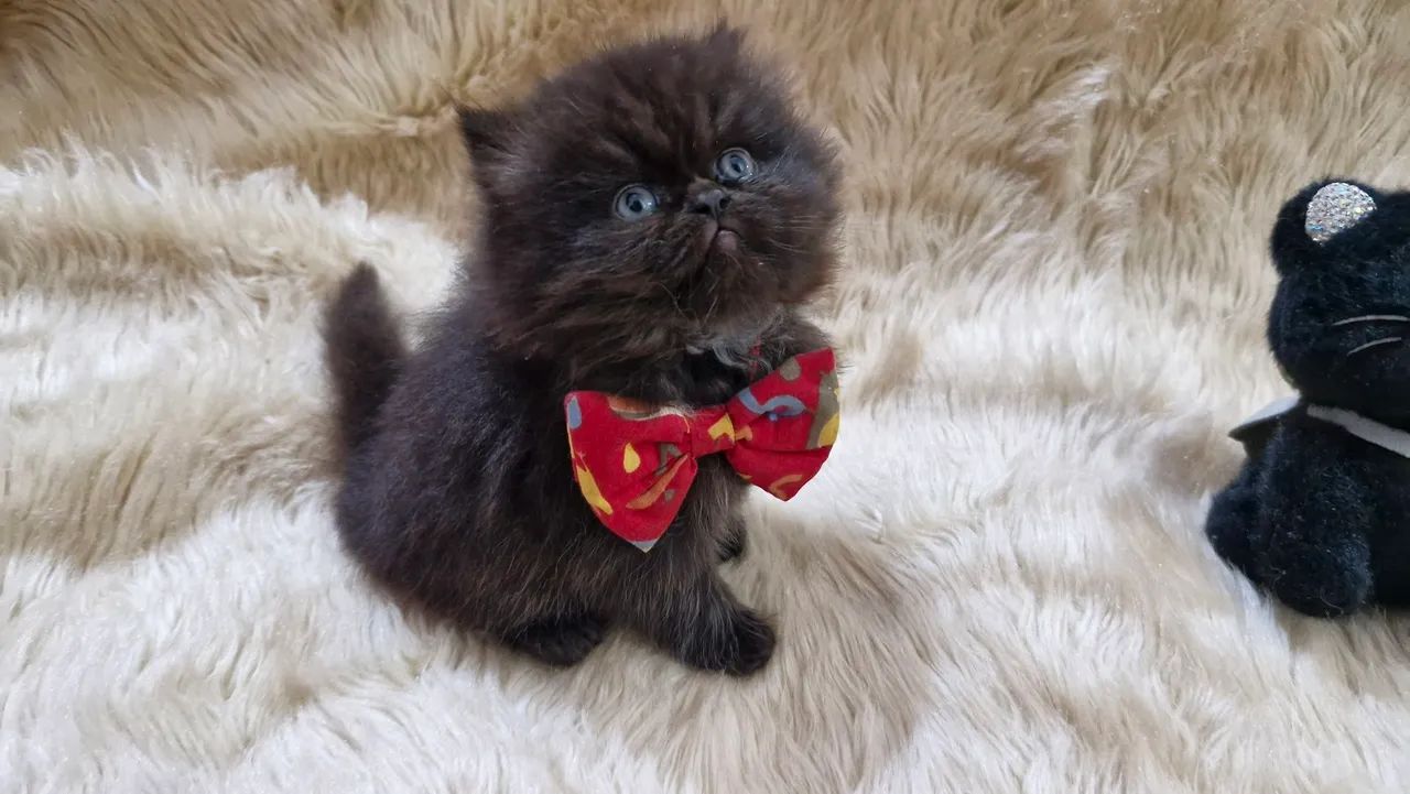 Gato persa - Foto 3