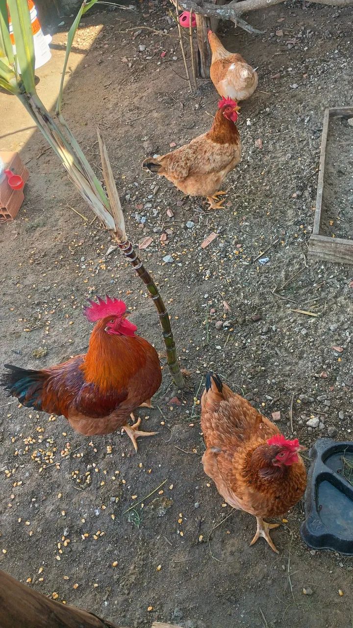 Galinhas e galo 