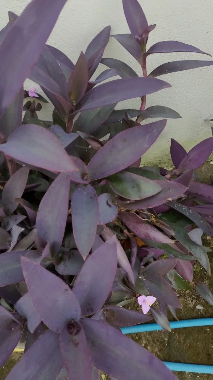 VENDO MUDAS DE CORAÇÃO ROXO 