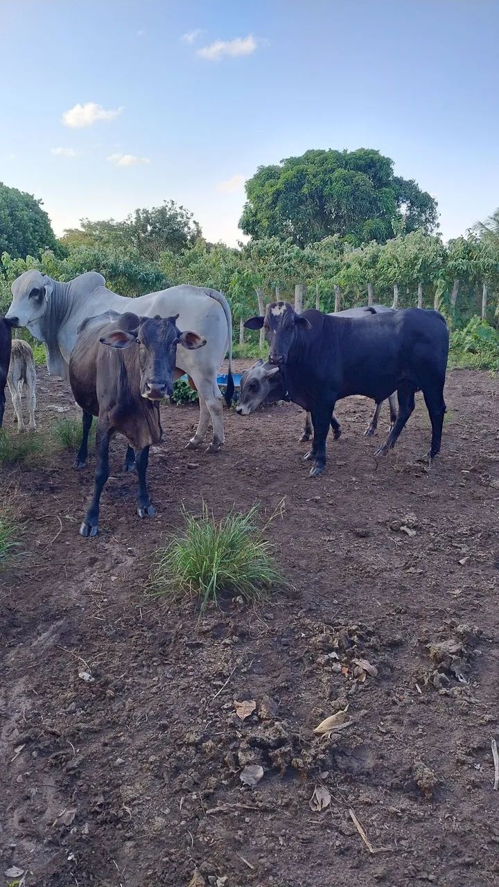 Gado