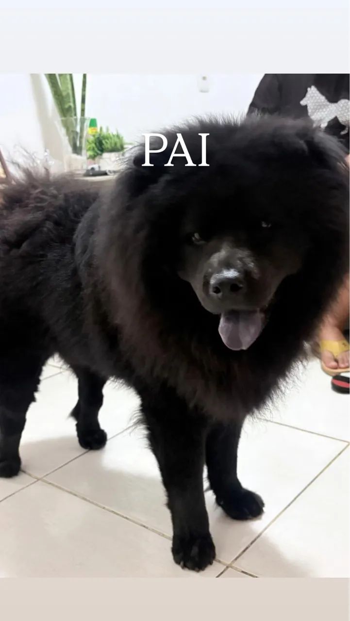 FILHOTES CHOW CHOW - R$1.500,00 - Foto 2