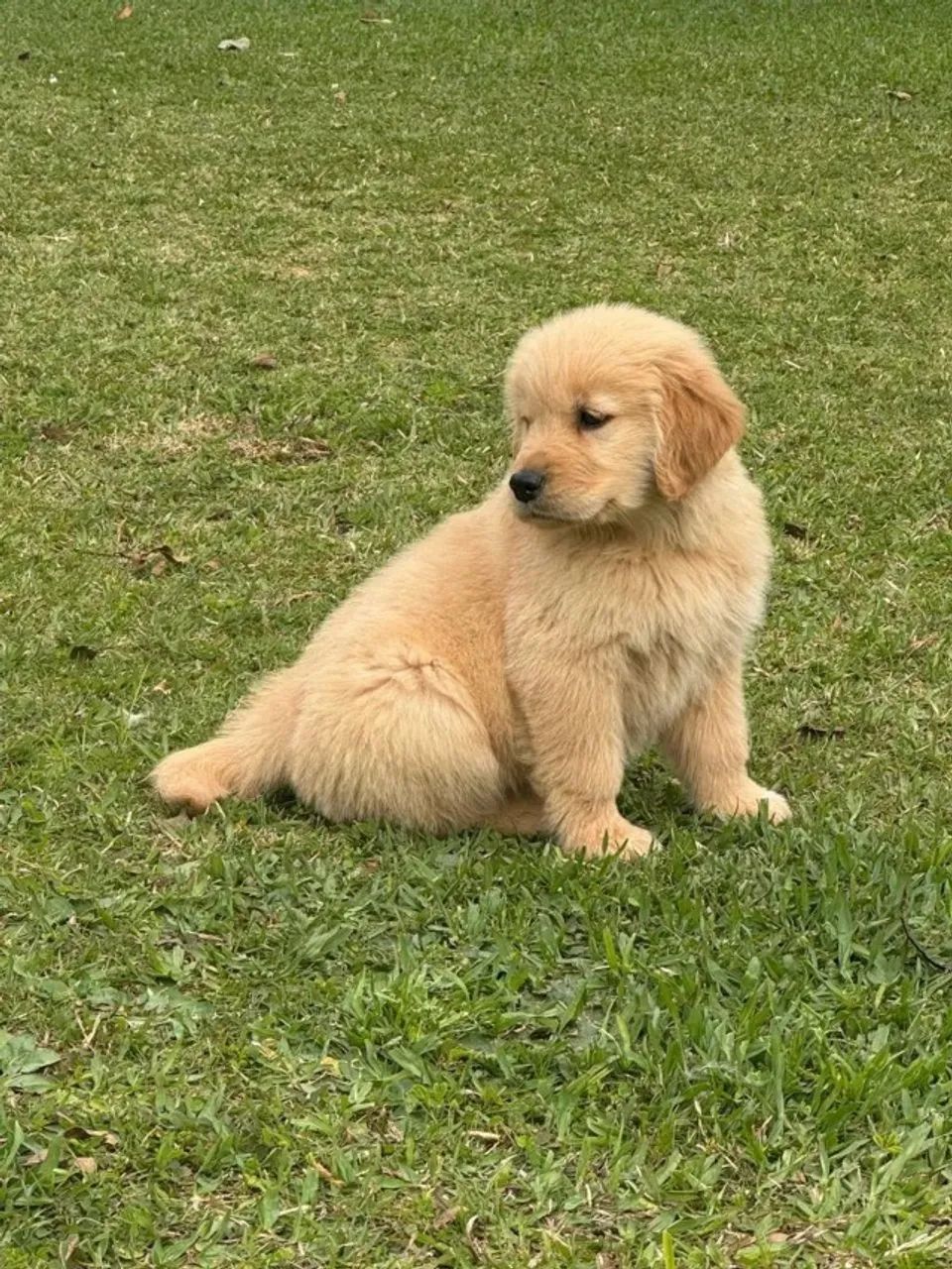 Cachorros - Foto 3