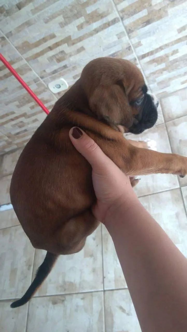 Boxer macho vacinados - Foto 3