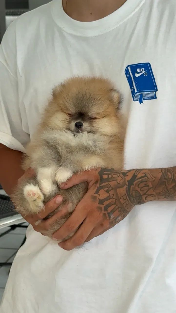 Spitz alemão Macho - Foto 3