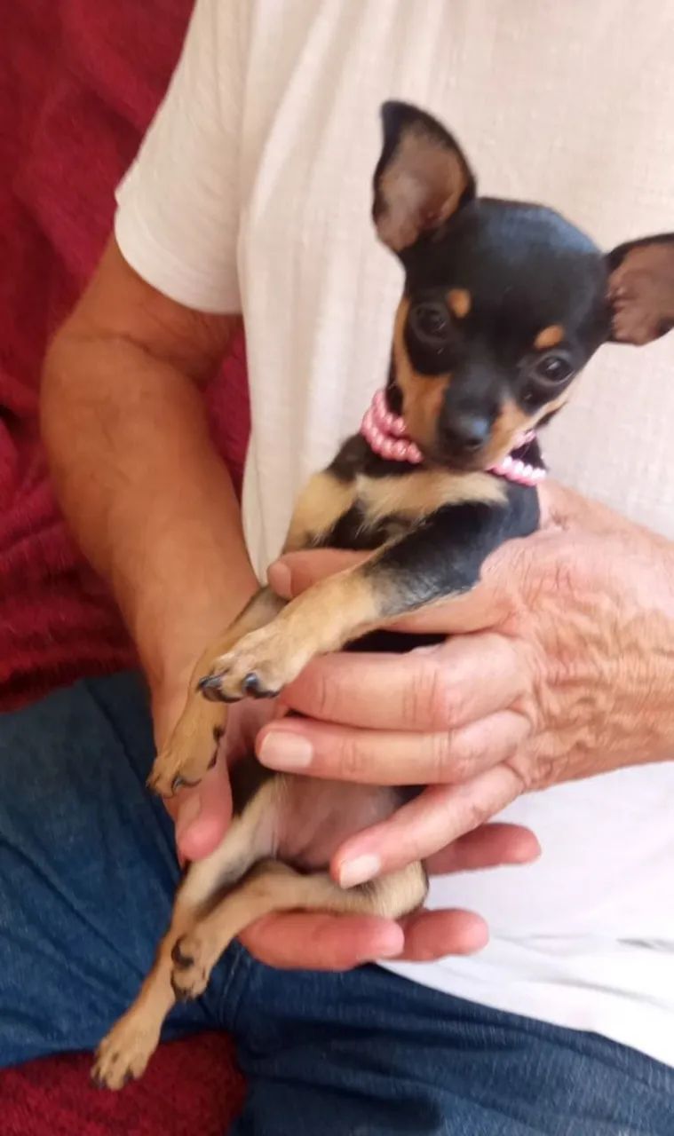 Pinscher - Foto 2