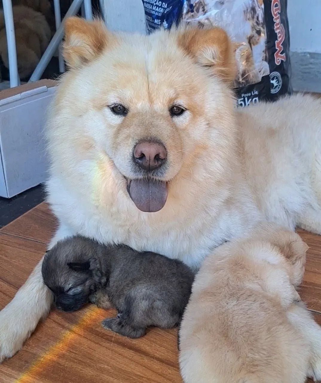 Chow Chow  - Foto 5