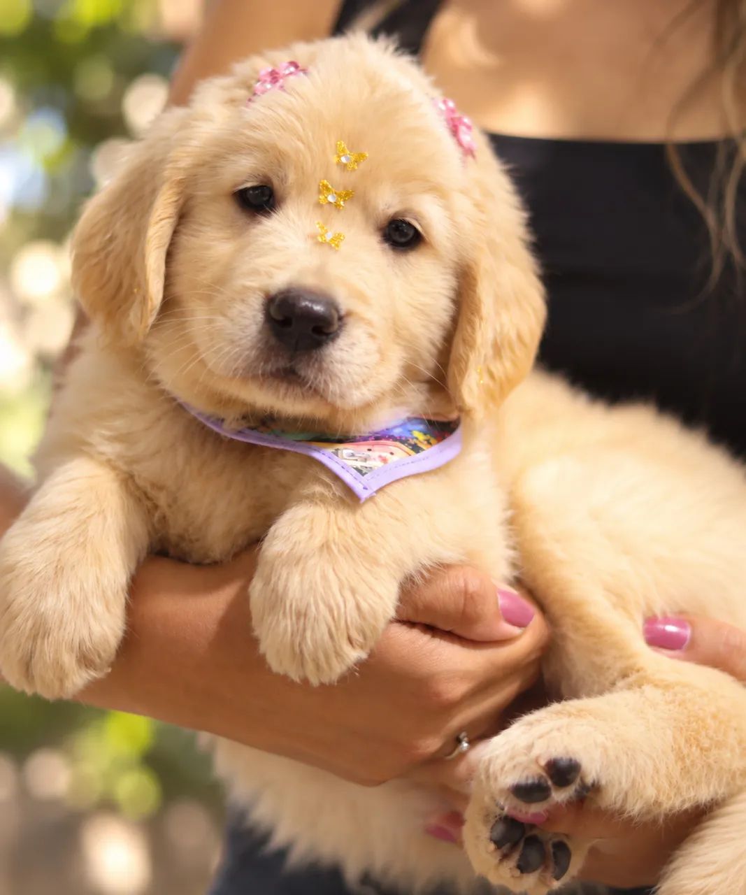 GOLDEN RETRIEVER PARCELAMOS  - Foto 2