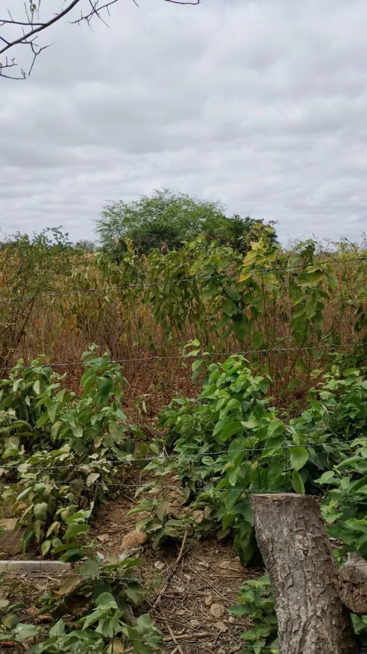 Terreno a venda  - Foto 5