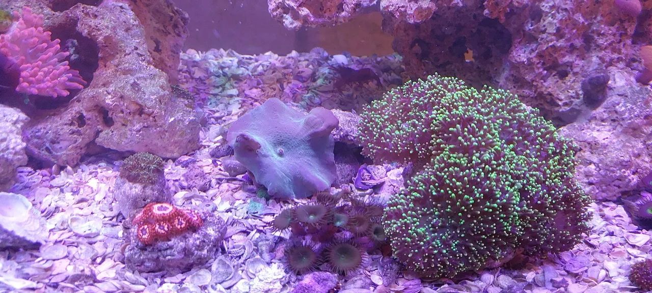 Aquario completo - Foto 3
