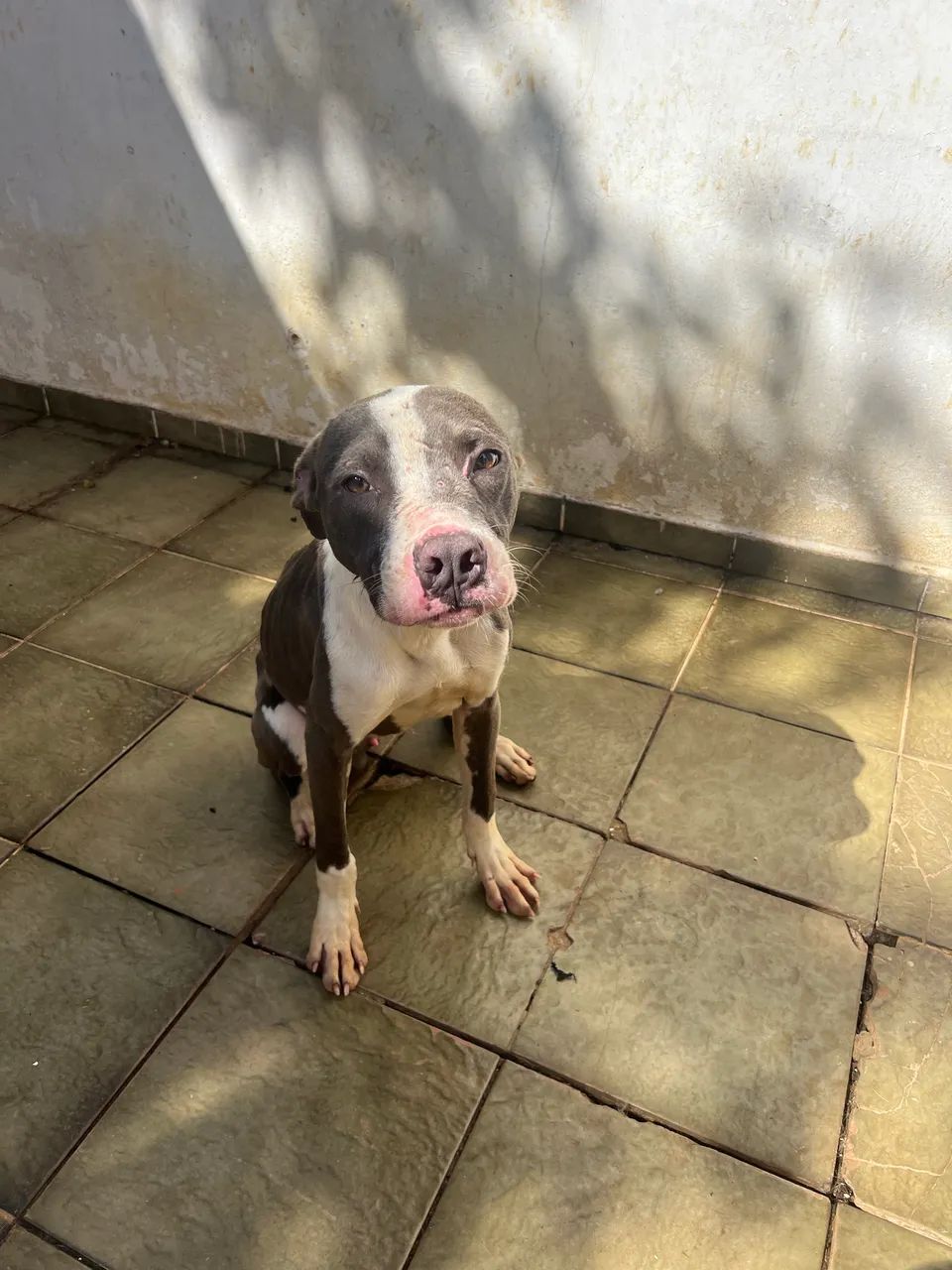 Adoção de PitBull